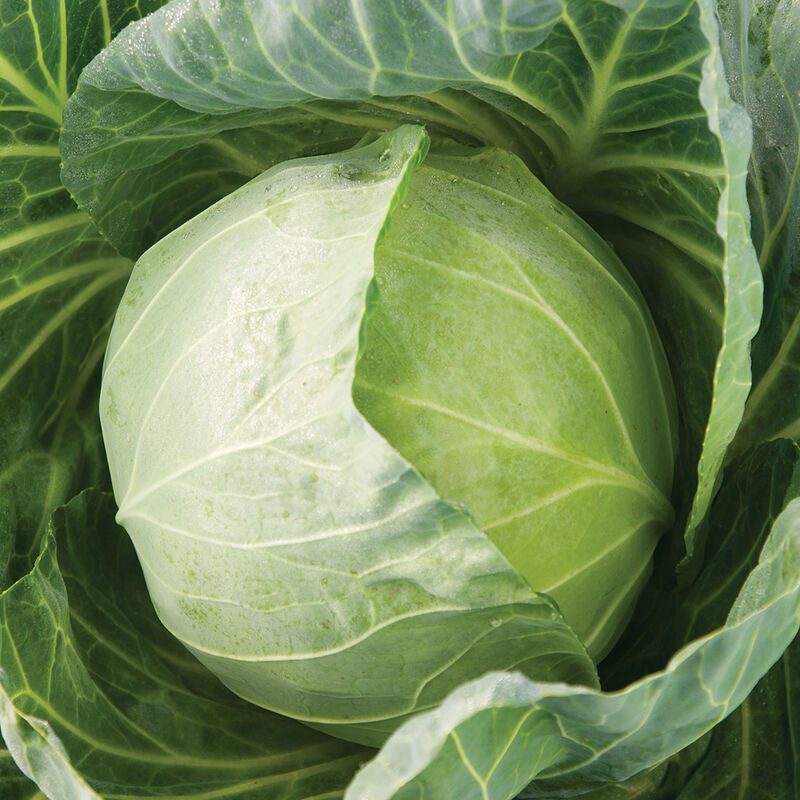 Primo Vantage Cabbage