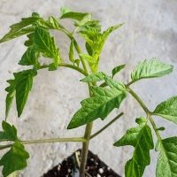 Grafted Tomato