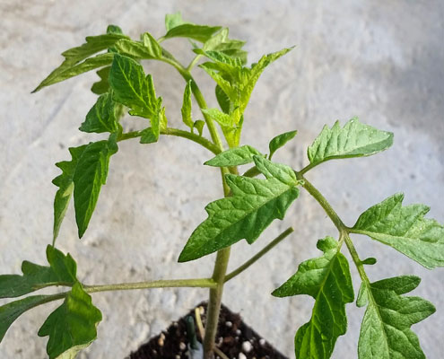 Grafted Tomatoes | Banner Greenhouses