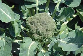 Broccoli Belstar