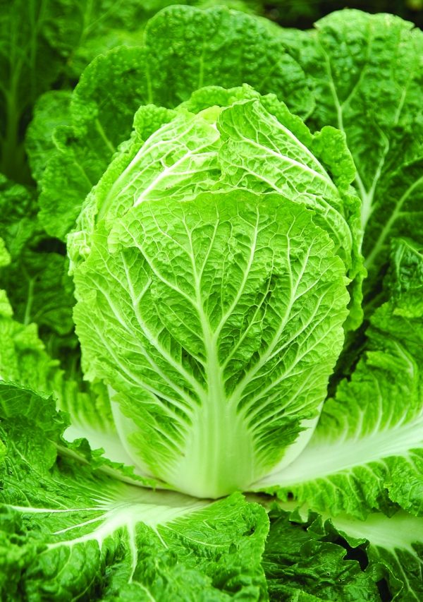 Cabbage Bilko