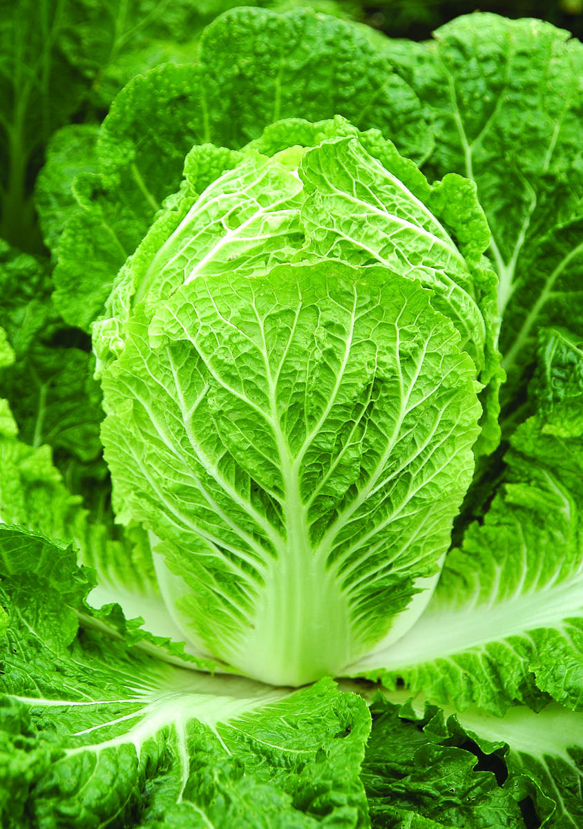 Cabbage Bilko