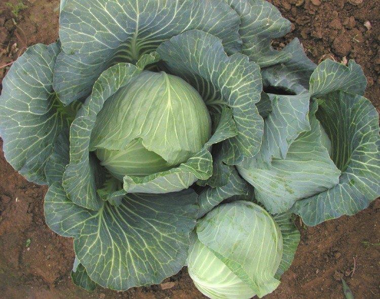 Bronco Cabbage