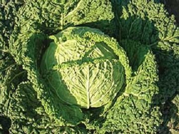 Cabbage Famosa