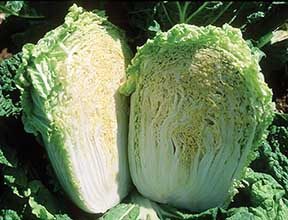 Minuet Cabbage