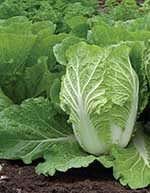 Rubicon Cabbage