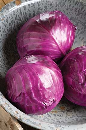 Cabbage Ruby Perfection