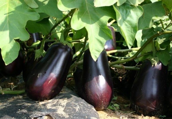 Santana Eggplant