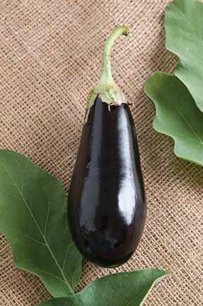 Traviata Eggplant