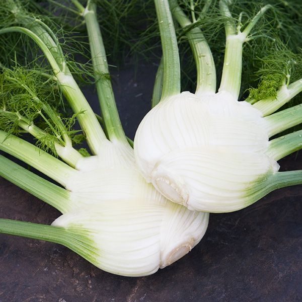Fennel Orion