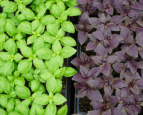Herbs | Banner Greenhouses