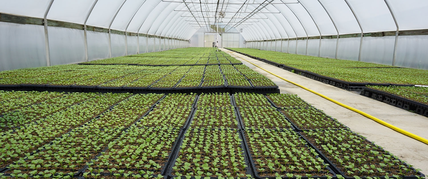 Certified Organic | Banner Greenhouses