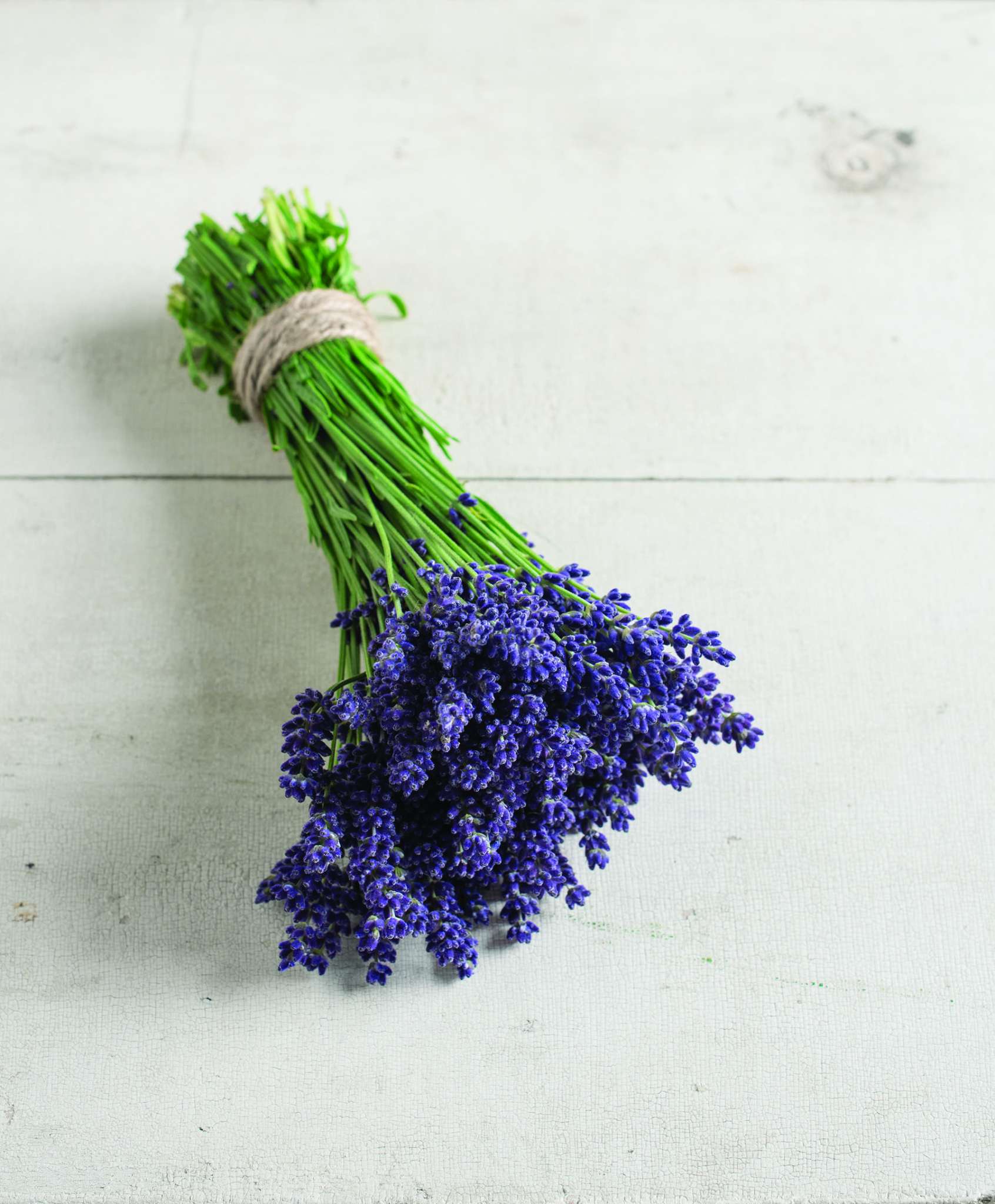 Elegance Purple Lavender