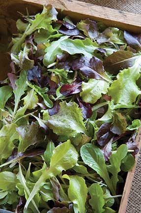 All Star Salad Mix  Lettuce