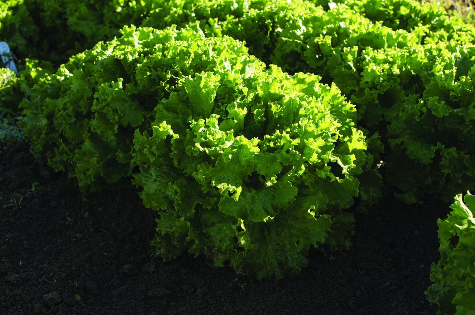 Lettuce Bergam's Green