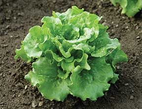 Concept Lettuce