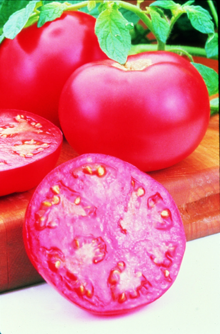 Pink Girl Grafted Tomato