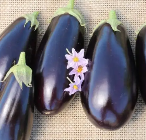Eggplant A-1014