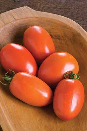 DC Amish Paste Grafted Tomato