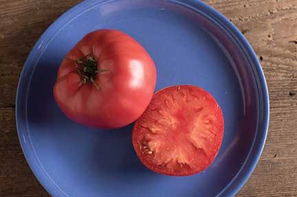 Brandywine Grafted Tomato