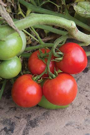DC Defiant Grafted Tomato