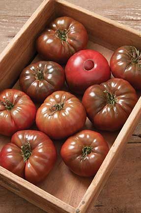 Marnero Grafted Tomato