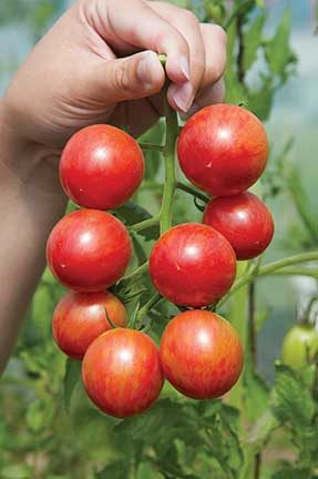 Bumble Bee Pink Tomato - 72