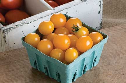 DC Yellow Mini Grafted Tomato