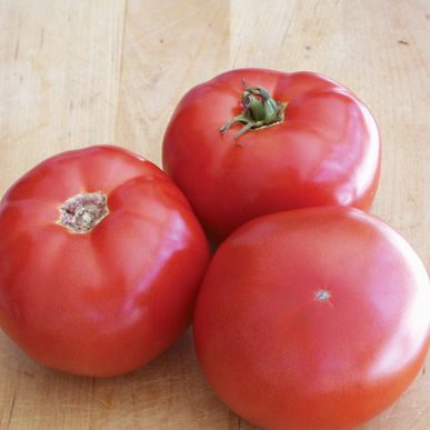 Tomato BHN-589