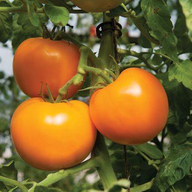 Beorange Tomato - 72