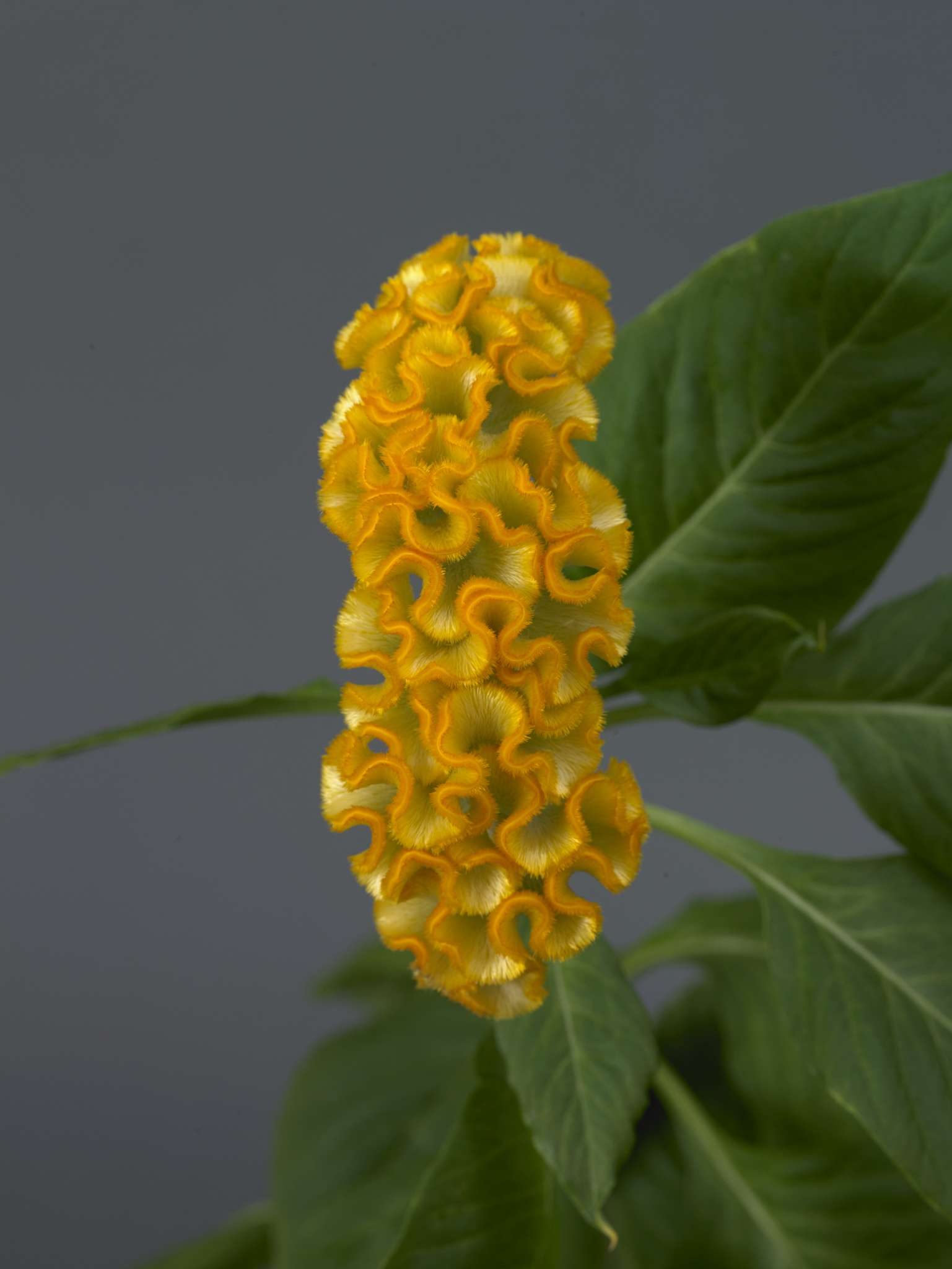 Celosia Neo Gold (Non-Organic)
