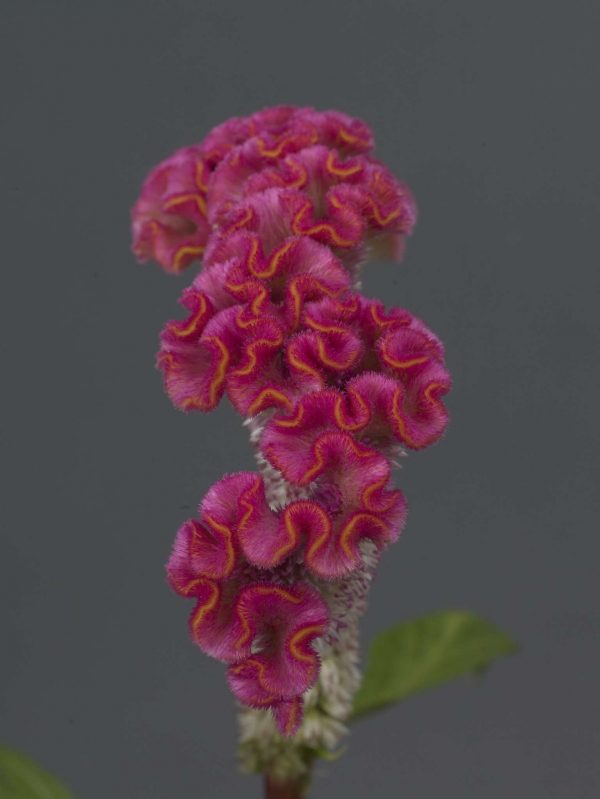 Celosia Neo Pink (Non-Organic)