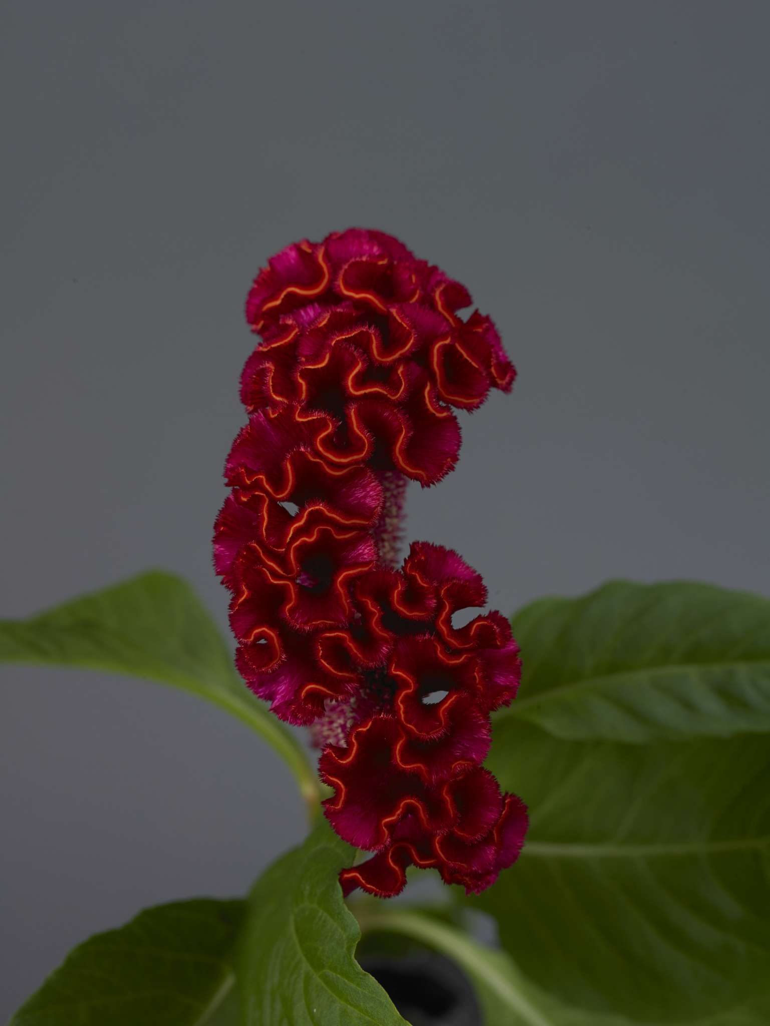 Celosia Neo Red (Non-Organic)