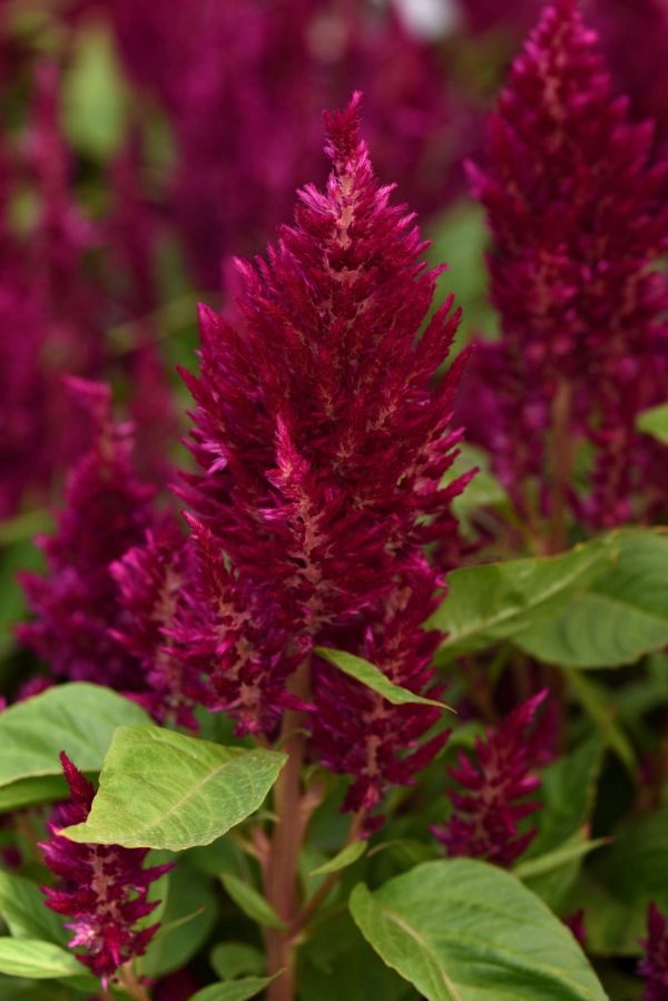 Celosia Sunday Purple Improved (Non-Organic)