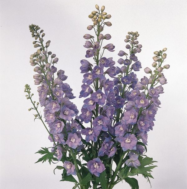 Delphinium Guardian Lavender (Non-Organic)