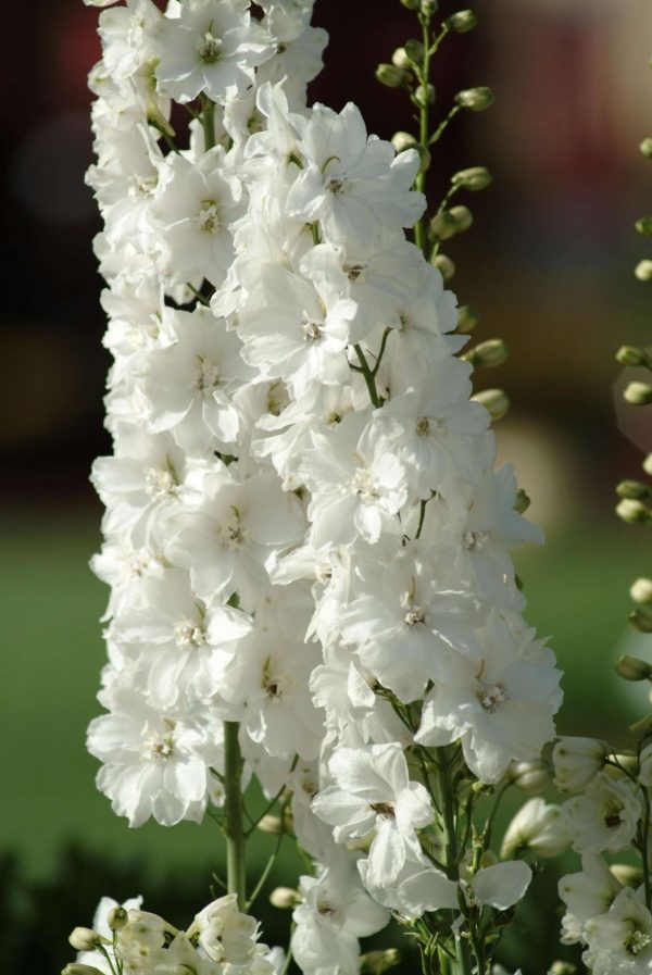 Delphinium Guardian White (Non-Organic)