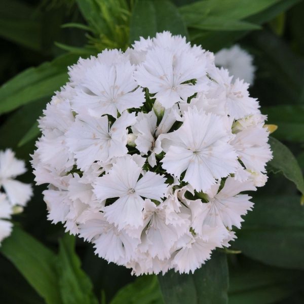 Dash White Dianthus (Non-Organic)