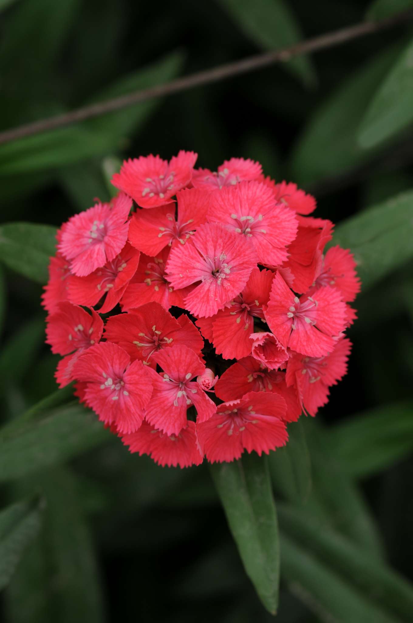 Sweet Coral Dianthus (Non-Organic)