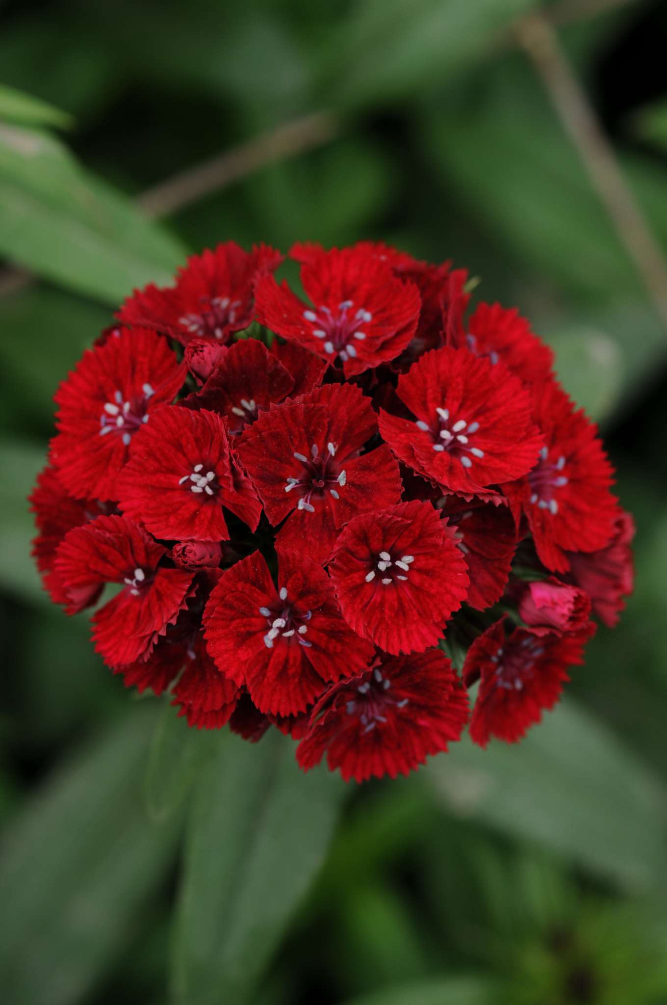 Sweet Red Dianthus (Non-Organic)