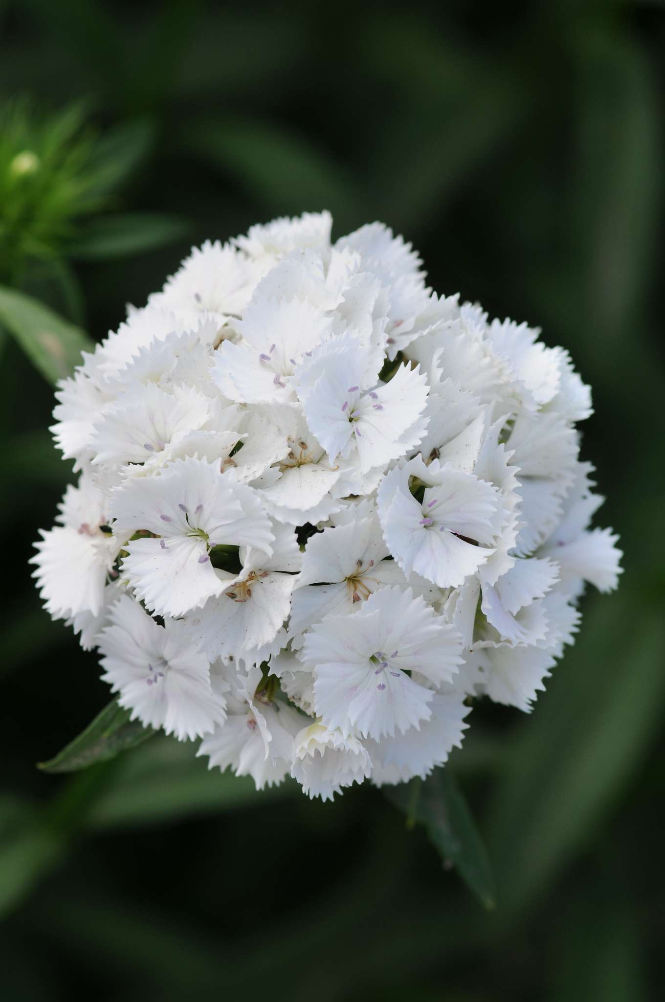 Sweet White Dianthus (Non-Organic)