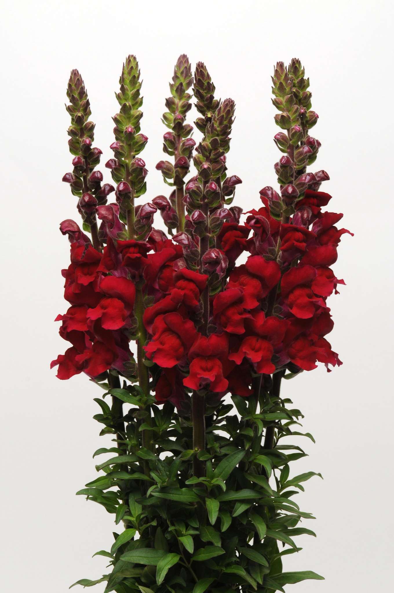 Snapdragon Maryland Red (Non-Organic)
