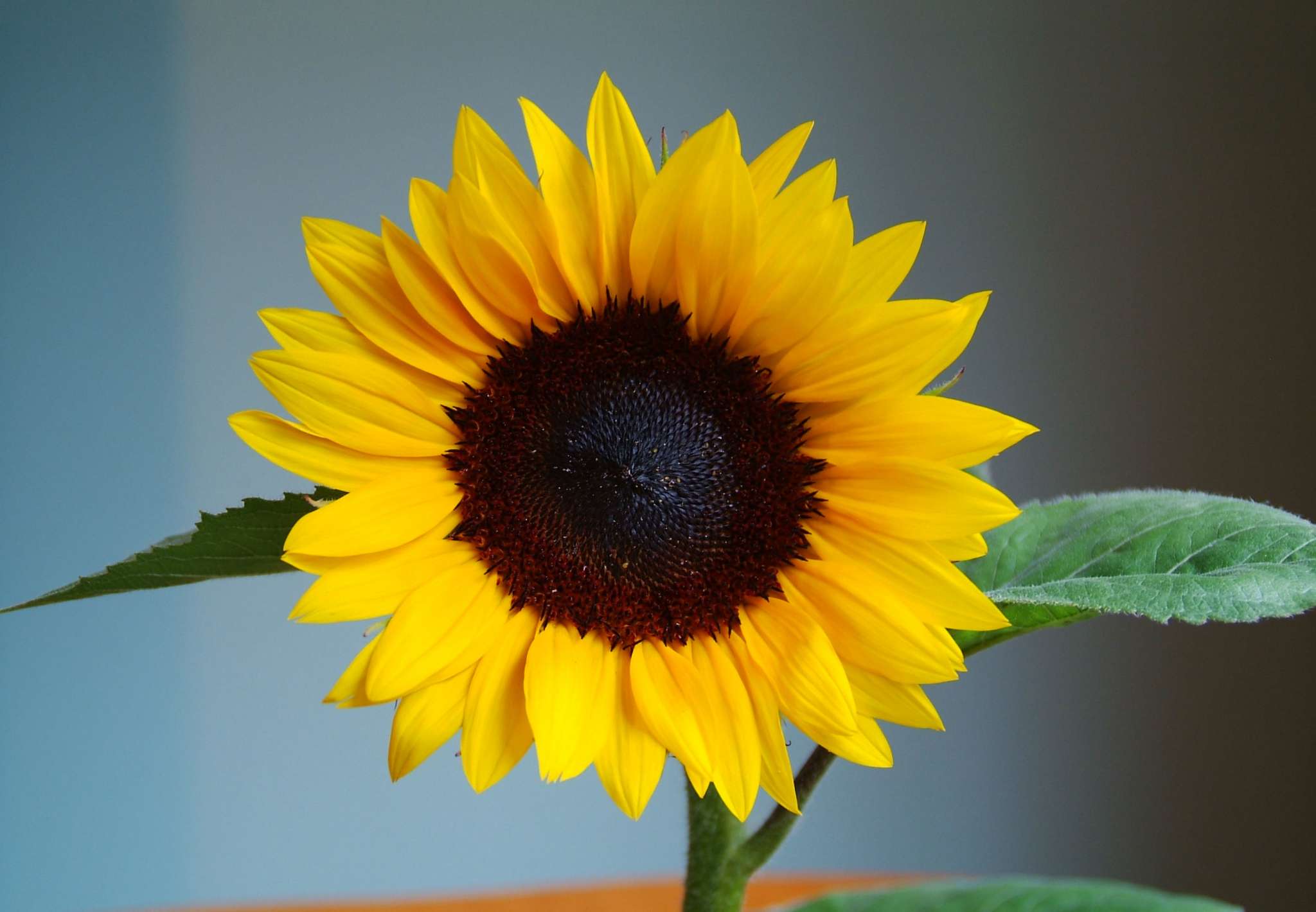Jua Maya Sunflower (Non-Organic)