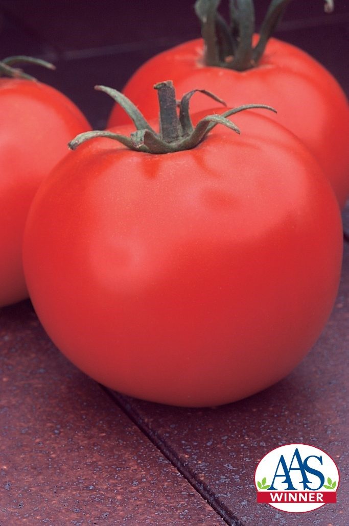 Celebrity Tomato