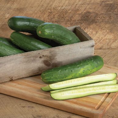 Bristol Cucumber