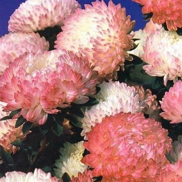 Aster Lady Coral Chamois (Non-Organic)