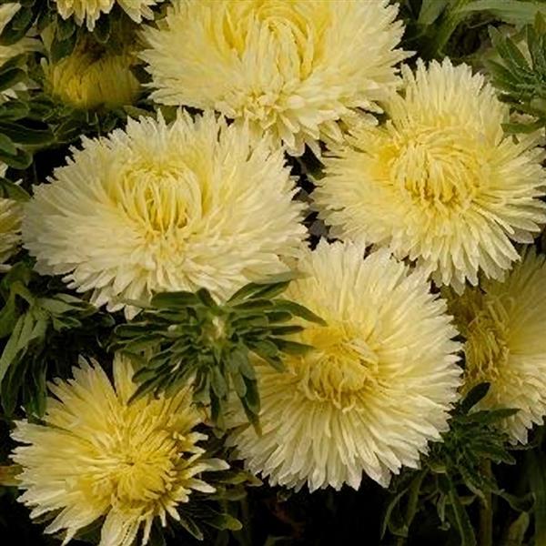 Aster Lady Coral Yellow (Non-Organic)