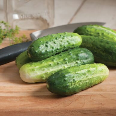 H19 Little Leaf Cucumbers