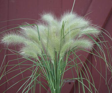Ornamental Grass Feathertop (Non-Organic)