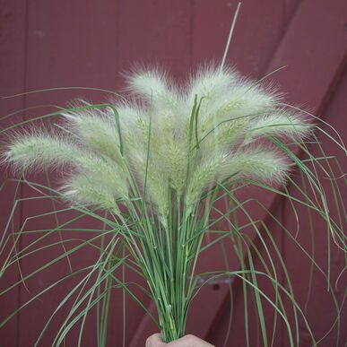 128 Feathertop Ornamental Grass CA