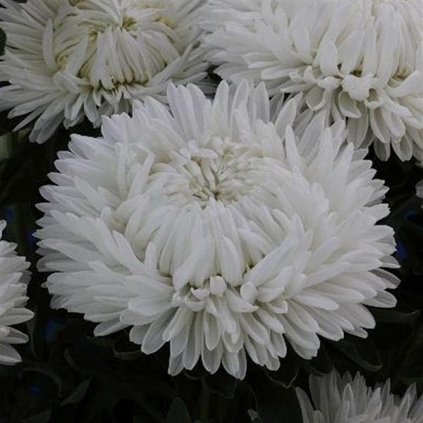 Aster Lady Coral White (Non-Organic)